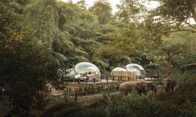 In Thailand, Vacationers Can Live And Sleep In Glass Balls Next To Elephants