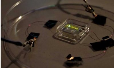 This Researcher Successfully Created 'Smart Tattoo', Can Emit Light